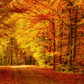 Mystigrey Soy Candle Autumn Walk