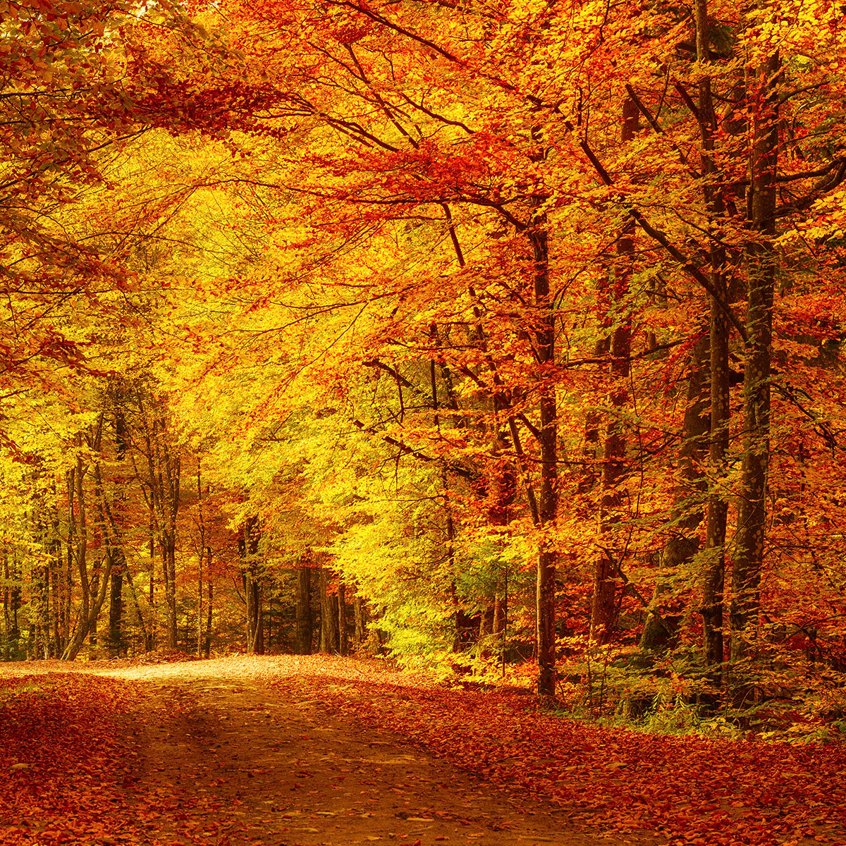 Mystigrey Soy Candle Autumn Walk
