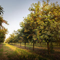Mystigrey Soy Candle Harvest Orchard