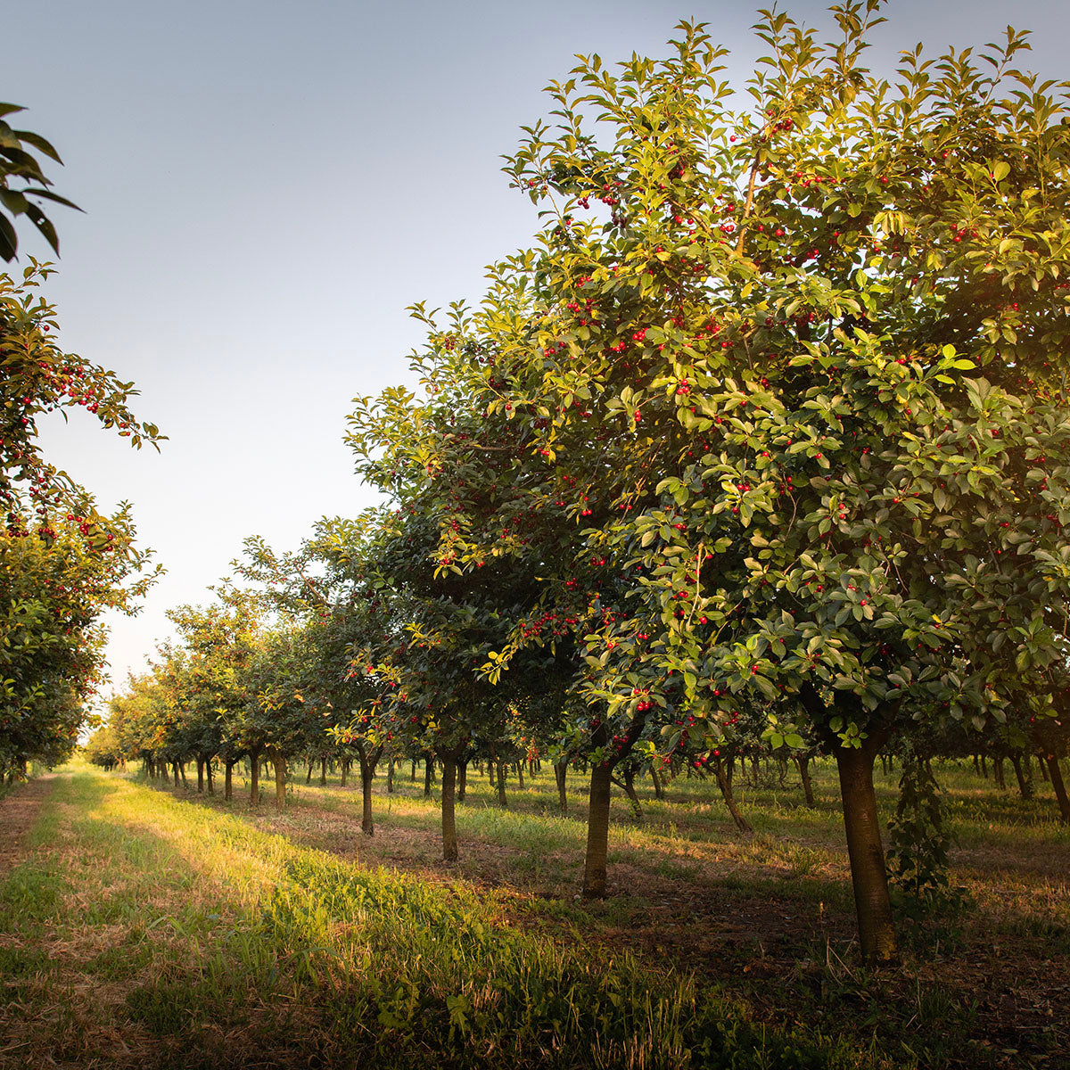 Mystigrey Soy Candle Harvest Orchard
