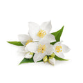 Mystigrey Soy Candle Honeysuckle Jasmine Fragrance