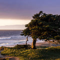 Mystigrey Soy Candle Ocean Cypress