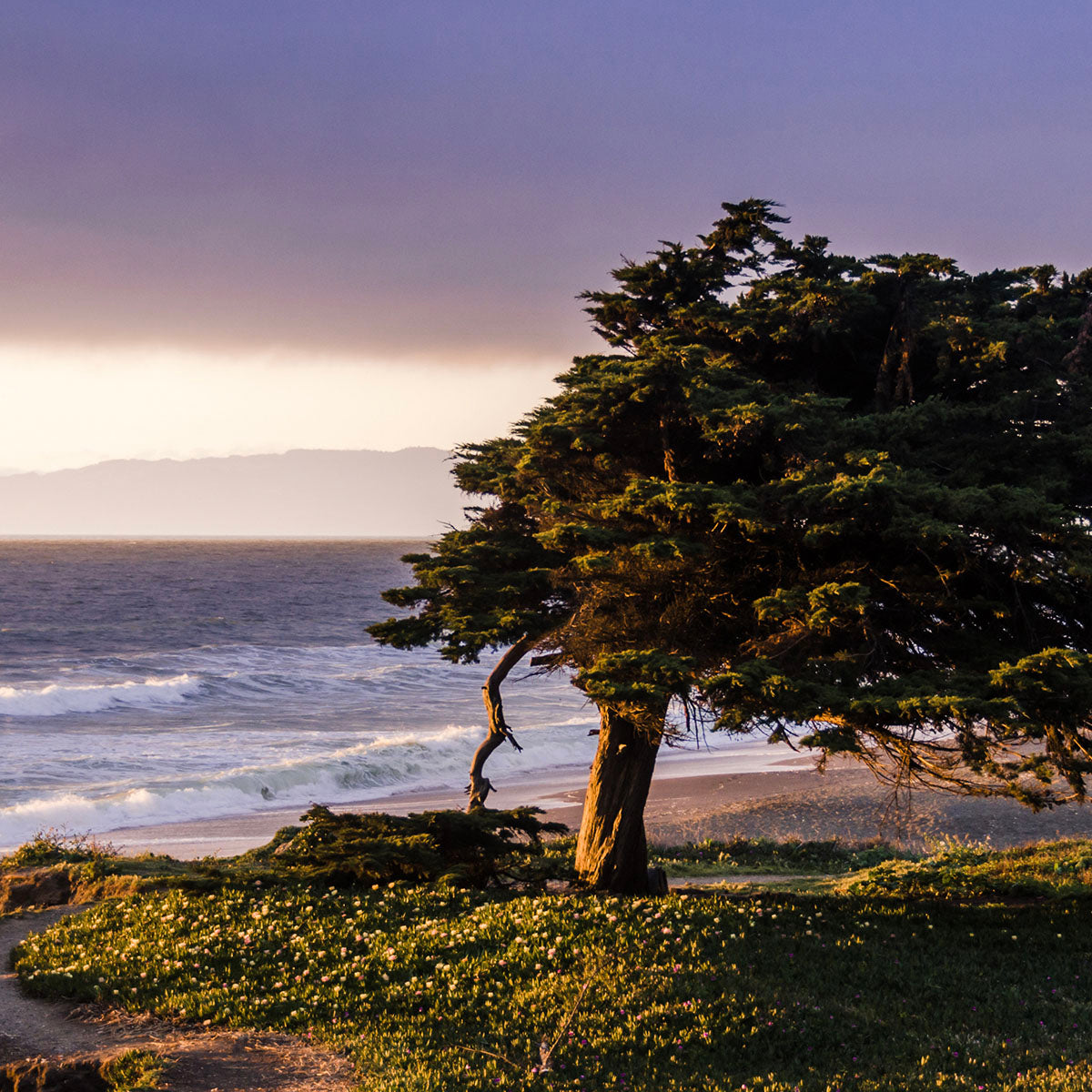 Mystigrey Soy Candle Ocean Cypress