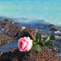Mystigrey Soy Candle Ocean Rose