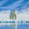 Mystigrey Soy Candle Polar Bear Tracks